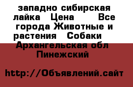 западно сибирская лайка › Цена ­ 0 - Все города Животные и растения » Собаки   . Архангельская обл.,Пинежский 